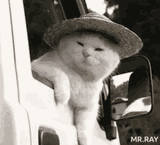 cats