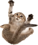 cat-falling