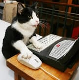 mouse