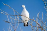 Willow-ptarmigan