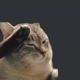 salute-cat-salute