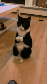 cat-clapping