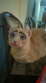 lipstickcat