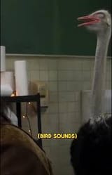 ostrich