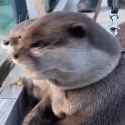 otter-shock_thumb.jpg