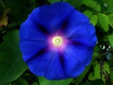 violet-moon-flower