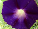 purple-moon-flower