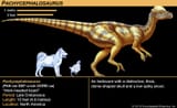 Pachycephalosaurus