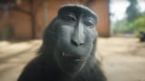 FacePic