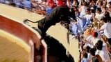 bull_is_athlete