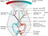 Human_visual_pathway.svg