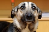 Fearful dog