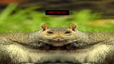 squirlsins