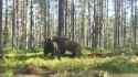 Big bear fight in Finland_thumb.jpg