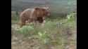 Mountain Lion vs Grizzly Bear Fights_thumb.jpg