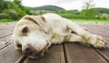 depressed dog.jfif