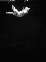falling-kitty