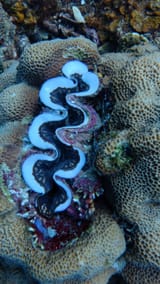 IMG-20250619-WA0037
